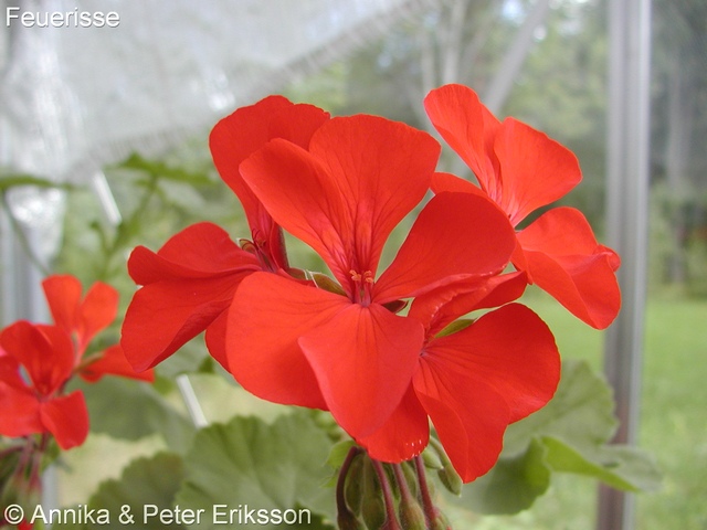 Tant Blom - Din pelargonbutik.