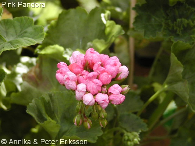 Tant Blom - Din pelargonbutik.