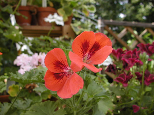 Tant Blom - Din pelargonbutik.