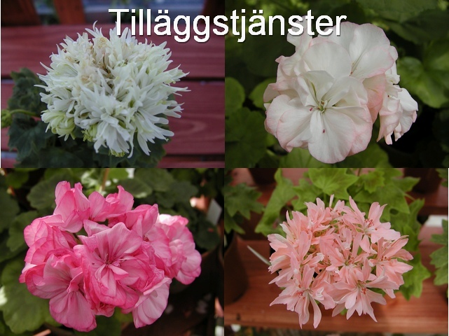 Tant Blom - Din pelargonbutik.