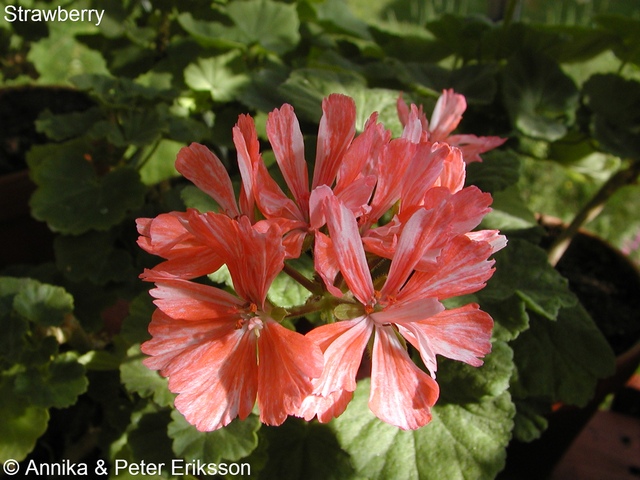 Tant Blom - Din pelargonbutik.