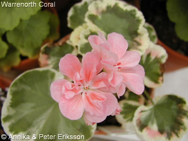 Warrenorth Coral